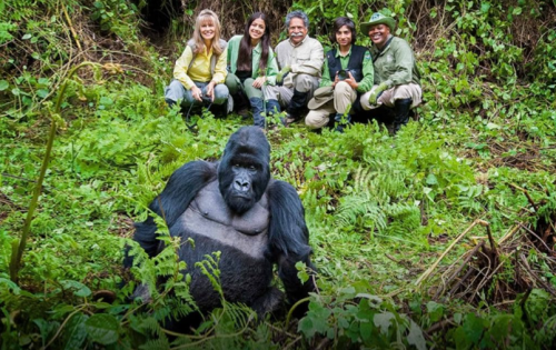 Uganda gorilla trekking permit cost and mountain gorilla family