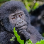 best time to visit Uganda for gorilla trekking