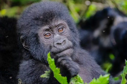 best time to visit Uganda for gorilla trekking