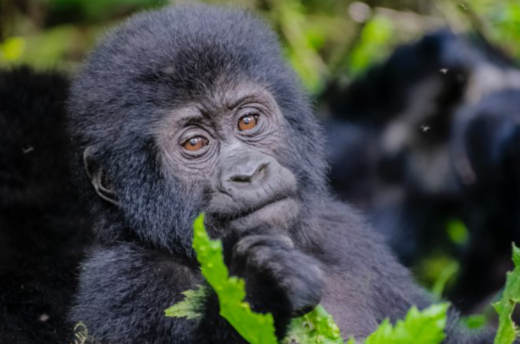 best time to visit Uganda for gorilla trekking