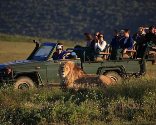 Big Five wildlife on Uganda Kenya Tanzania safari