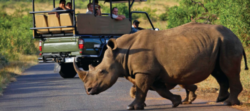 Uganda vs Kenya vs Tanzania safari comparison