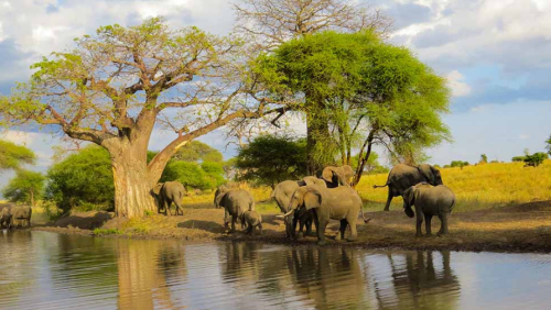 Uganda family safari with children watching elephants on a game drive