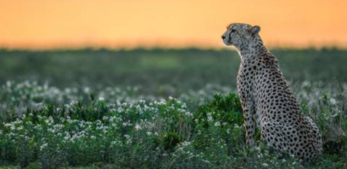 luxury safari lodges Uganda beside the Nile River in Murchison Falls