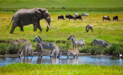 Best East Africa safari packages 