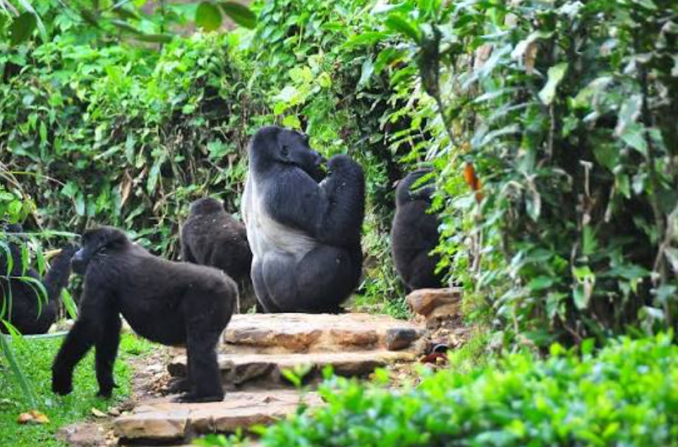 Mountain gorillas in Bwindi Impenetrable National Park]