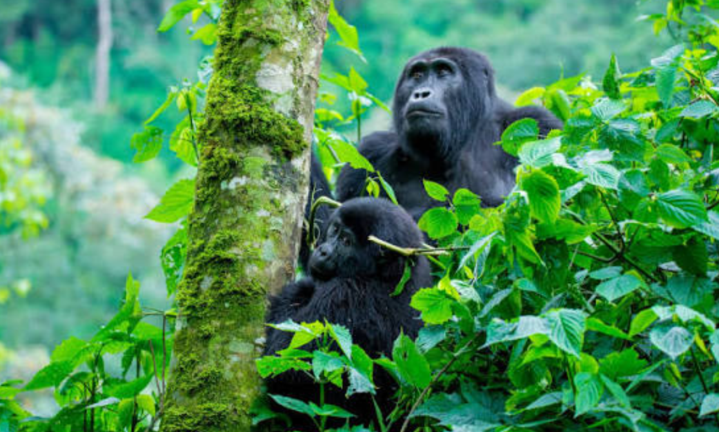 Gorilla trekking experience in Bwindi National Park