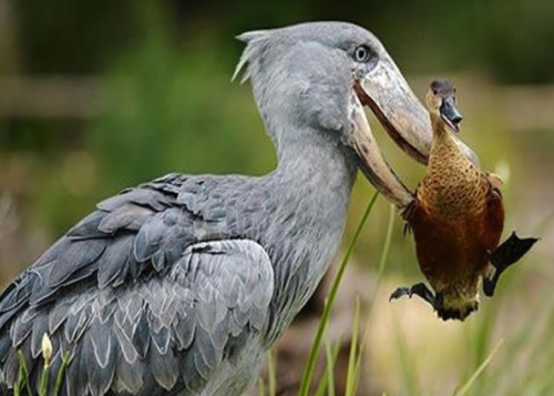 Shoebill Mabamba Swamp in Uganda