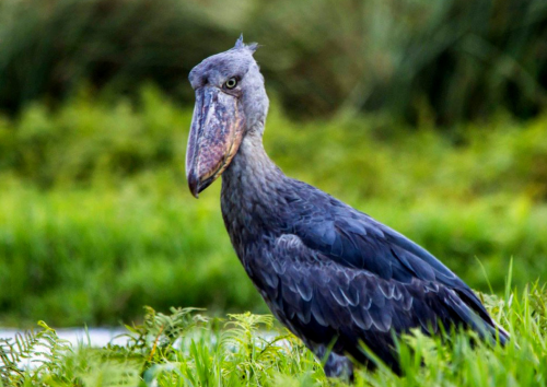  African wetland birds in Mabamba Swamp