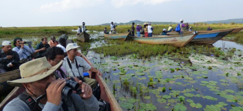 Shoebill bird watching by boat in Mabamba Swamp