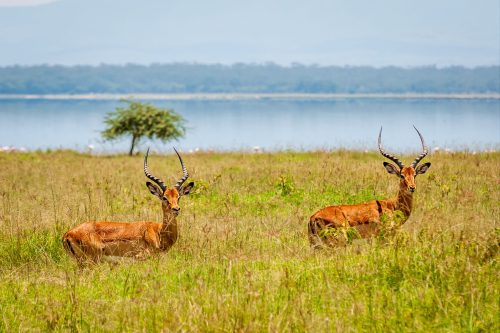 Uganda family safari packages with children on a private 4x4 game drive