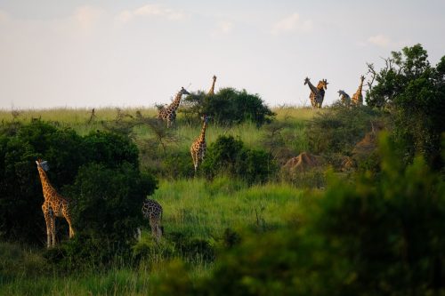 best national parks in Uganda featuring mountain gorillas in Bwindi forest